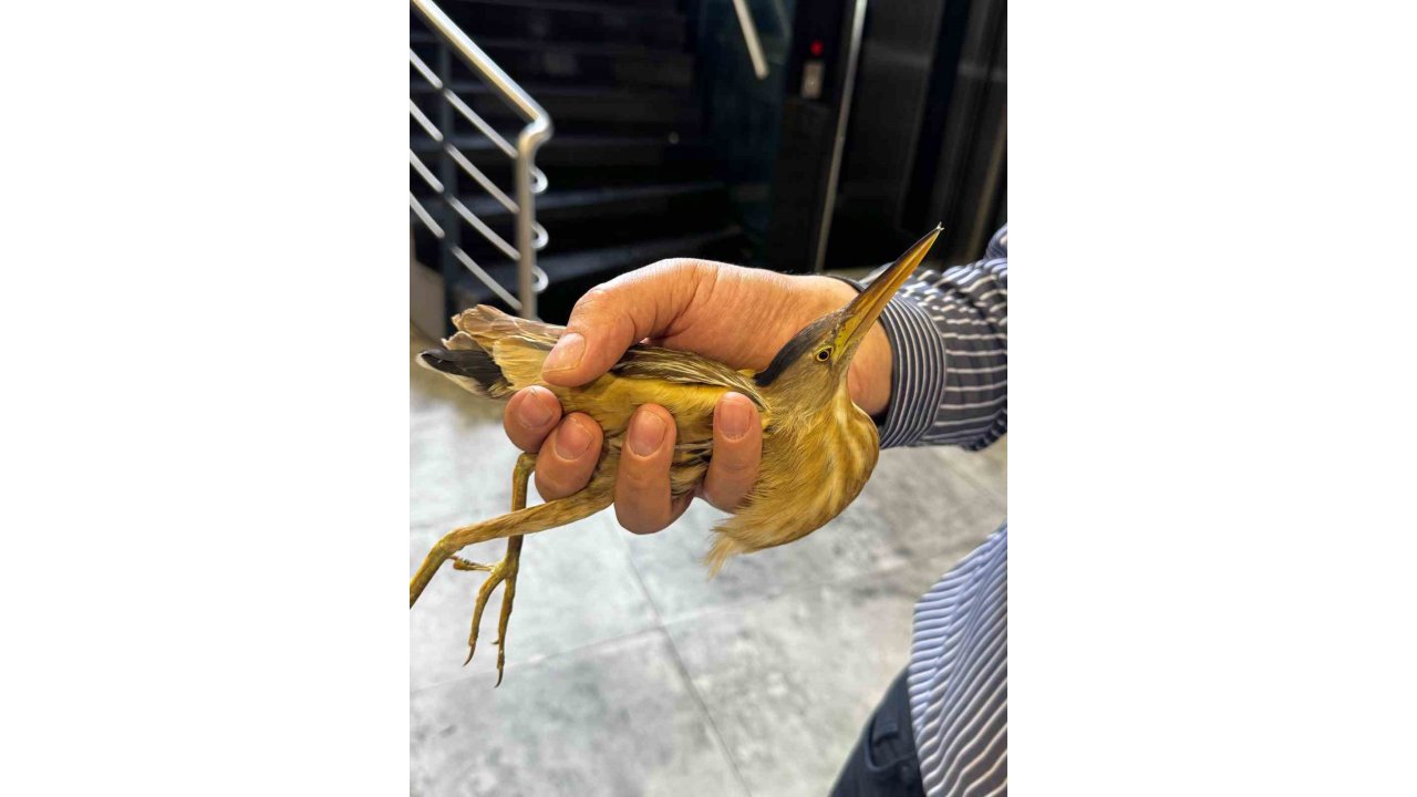 Kayseri’de Nesli Tükenmekte Olan Balaban Kuşu Görüldü