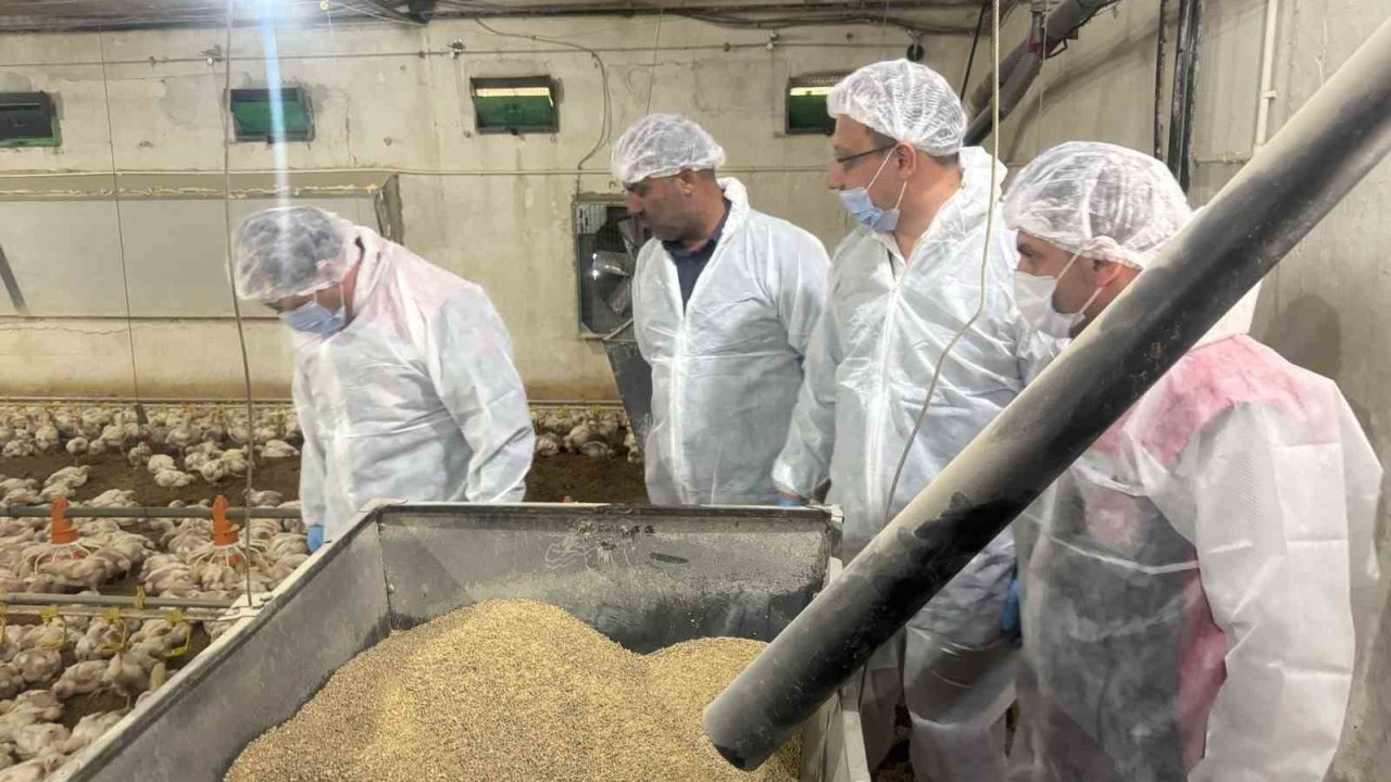 Tarım Müdürü Koçaker, Etlik Piliç Üretimi Yapılan Tesislerde İncelemede Bulundu