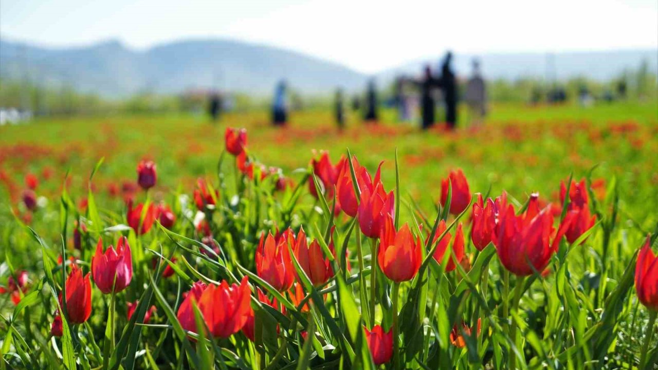 Muş’ta 20 Günlük
