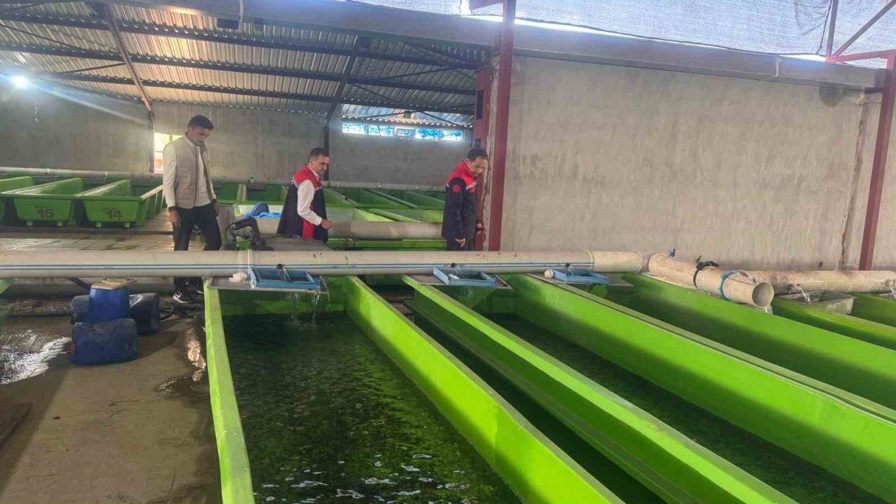 Uluköy’de Yılda 15 Milyon Yavru Üretiliyor