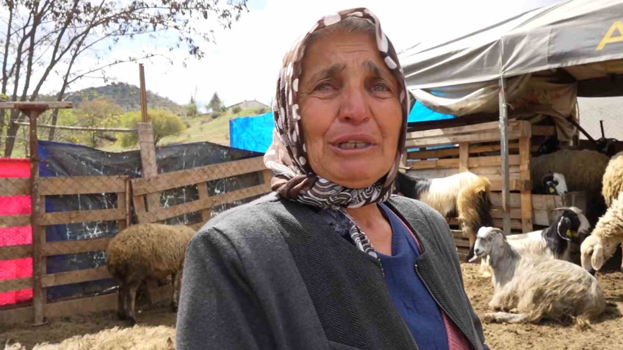Sürüsünü Kurtlara Kaptıran Kadın Gözyaşlarını Tutamadı: