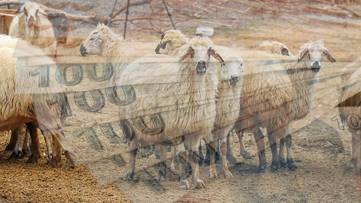 Büyükbaş ve Küçükbaş Kurban Fiyatları Mayıs 2025!