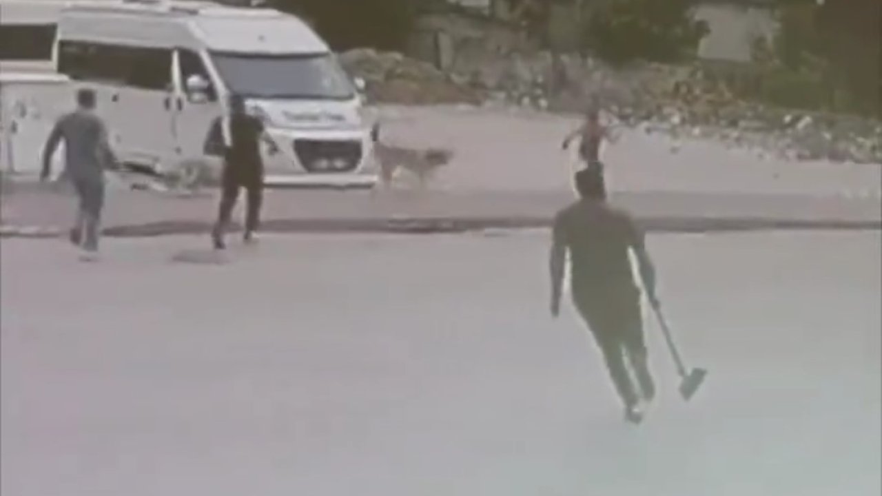 Sokak Köpekleri Çocuğa Saldırdı