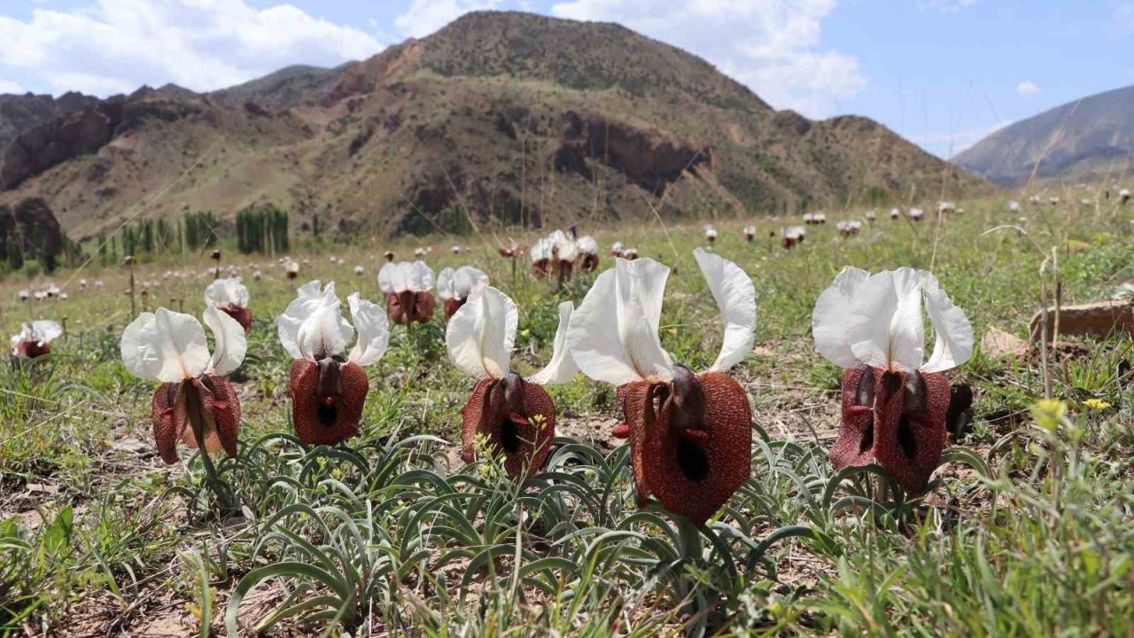 Kurt Kulağı Çiçekleri Açtı