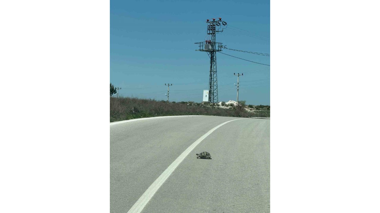 Kaplumbağalara Karşı Sürücüler Uyarıldı