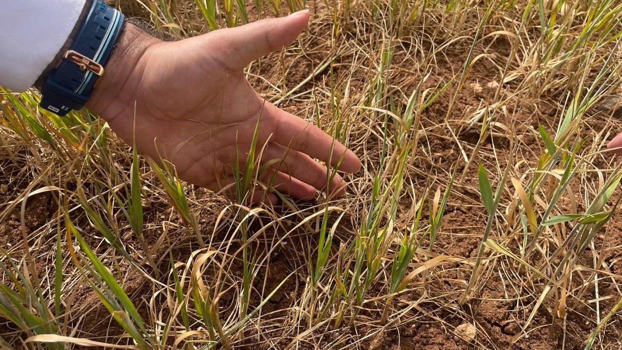 Şırnak’ta Susuz Tarım Ürünlerinde Erken Kuruma Başladı