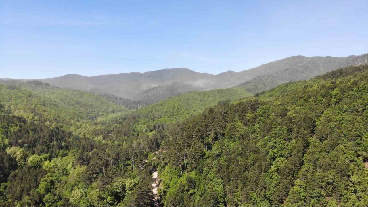 Çanakkale’de Ormanlık Alanlara Giriş Yasaklandı