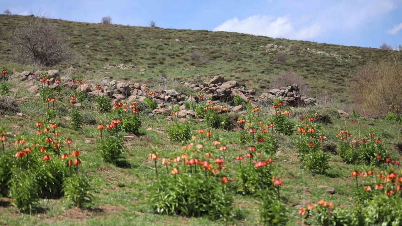 Sadece 20 Gün Açan Ters Laleyi Koparmanın Cezası Araba Parası