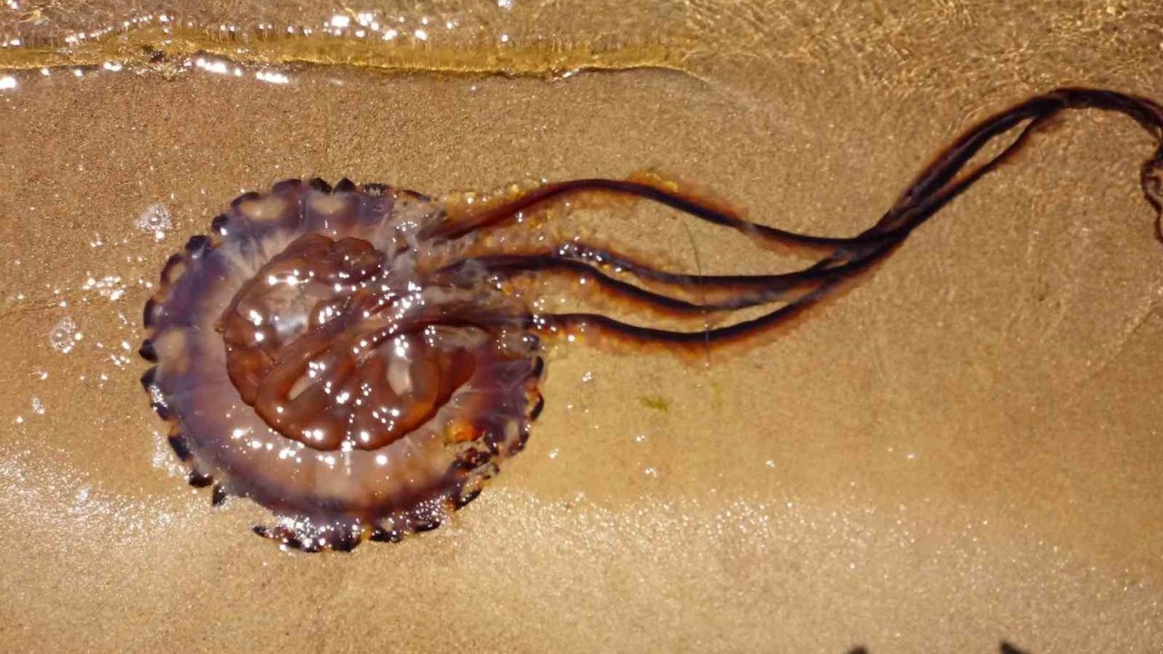 Pusula Denizanası Erdek’te Karaya Vurdu