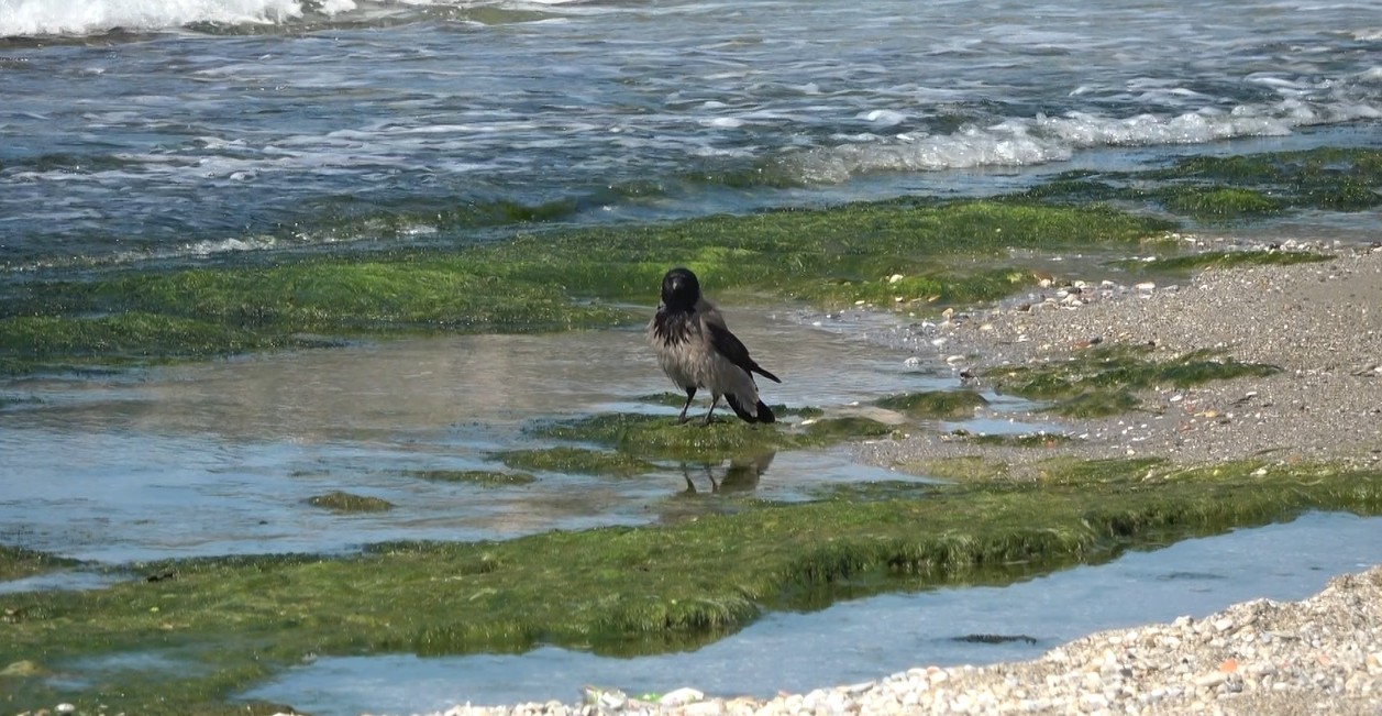 Hırsız Karganın ’balık’ Ziyafeti Güldürdü