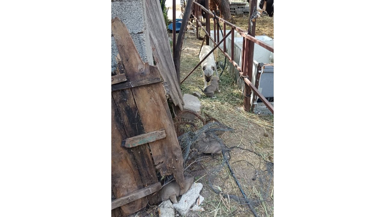 Yavruları Kurtarılana Kadar Ekiplerin Başını Bekledi