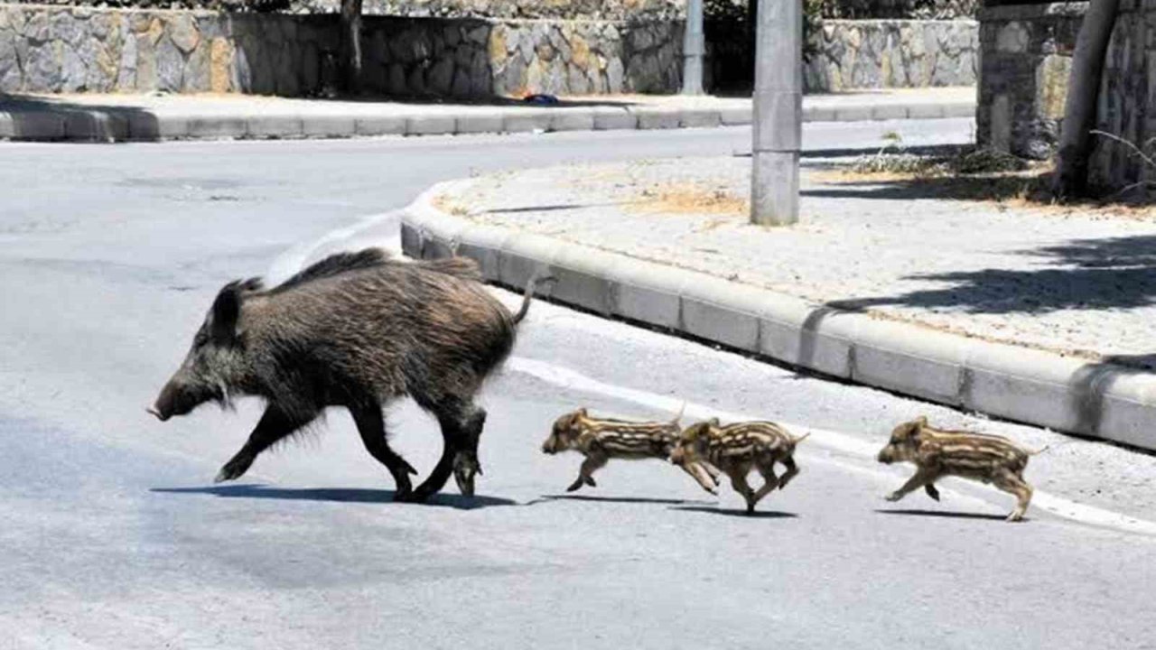Muğla’da Yaban Domuzlarıyla Mücadele Kararı