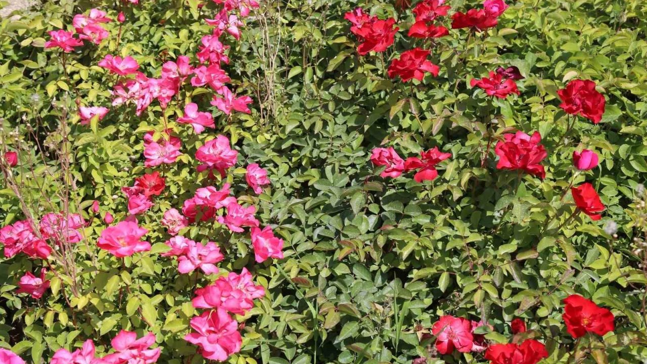 Battalgazi’nin Park Ve Bahçeleri Kendi Ürettiği Çiçeklerle Güzelleşiyor