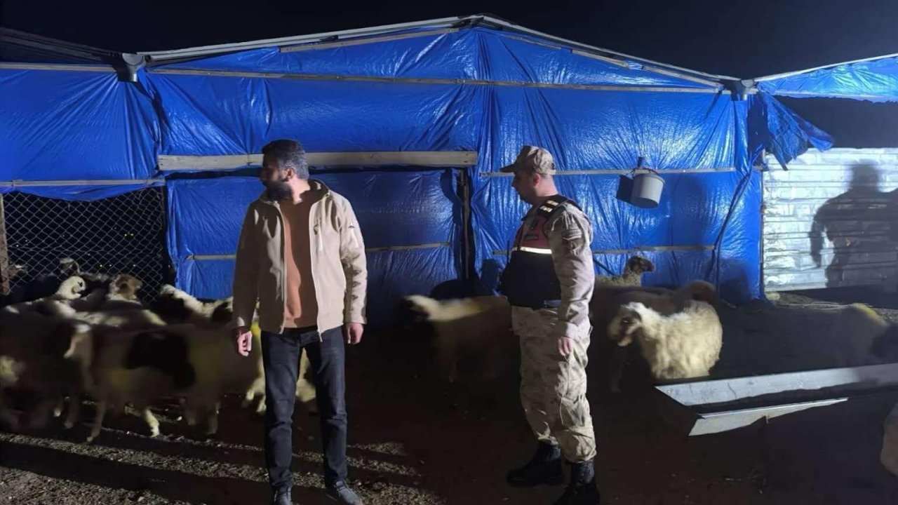 Kilis İl Jandarma Komutanlığı Kayıp Küçükbaş Hayvanları Buldu