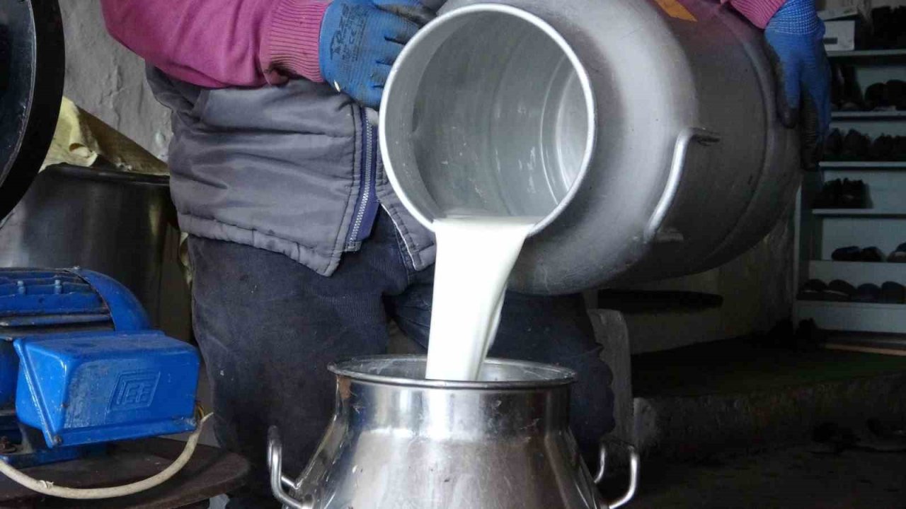 Ardahan’da Süt Üreticileri Düşük Fiyatlardan Şikâyetçi