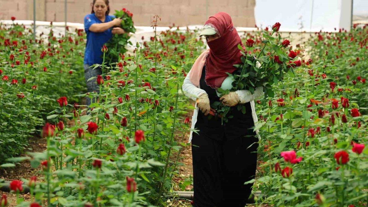 Anneler Günü Öncesi Gülde Dikkat Çeken Fiyat Marjı: Bahçede 5, Çiçek Sitelerinde 80-100 Tl