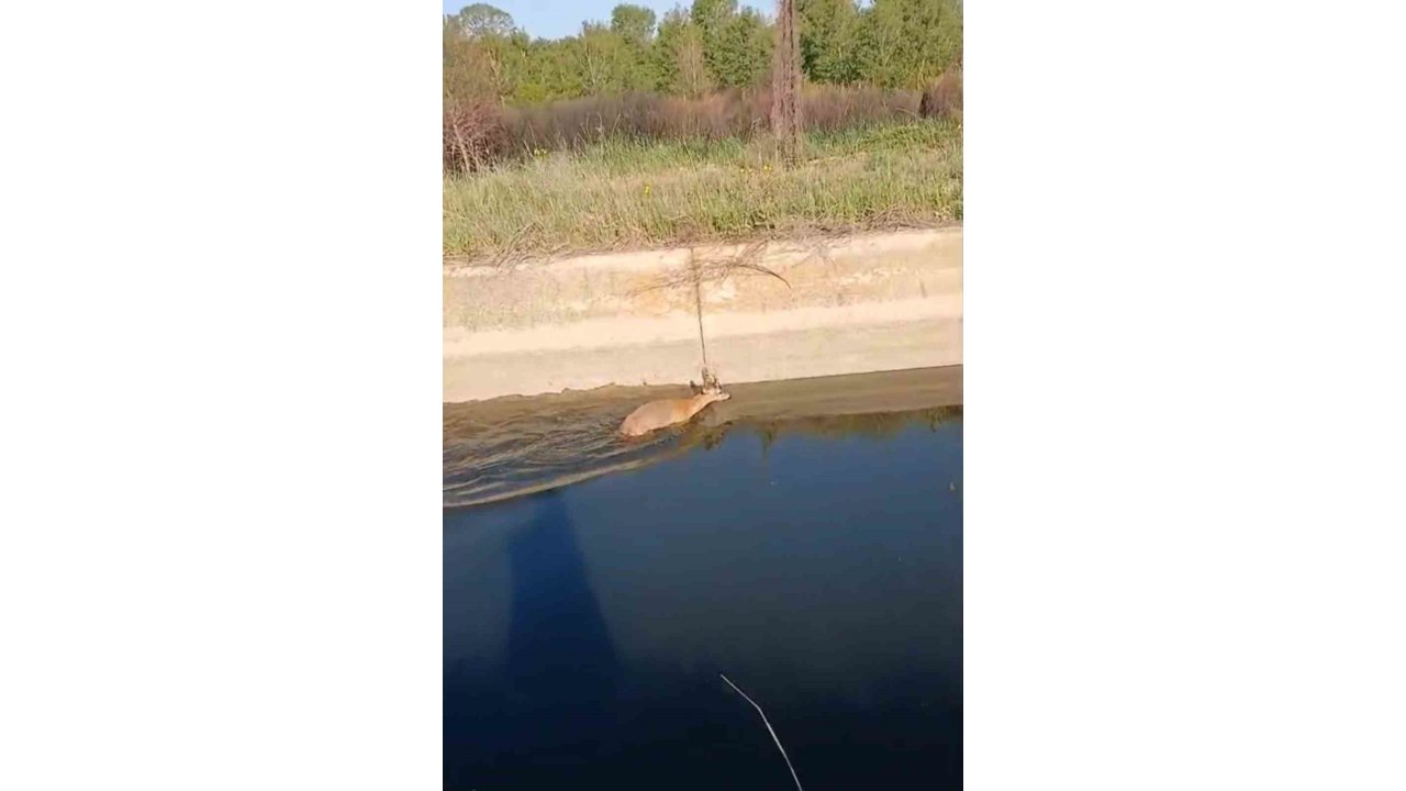 Sulama Kanalına Düşen Karaca Vatandaşlar Tarafından Kurtarıldı