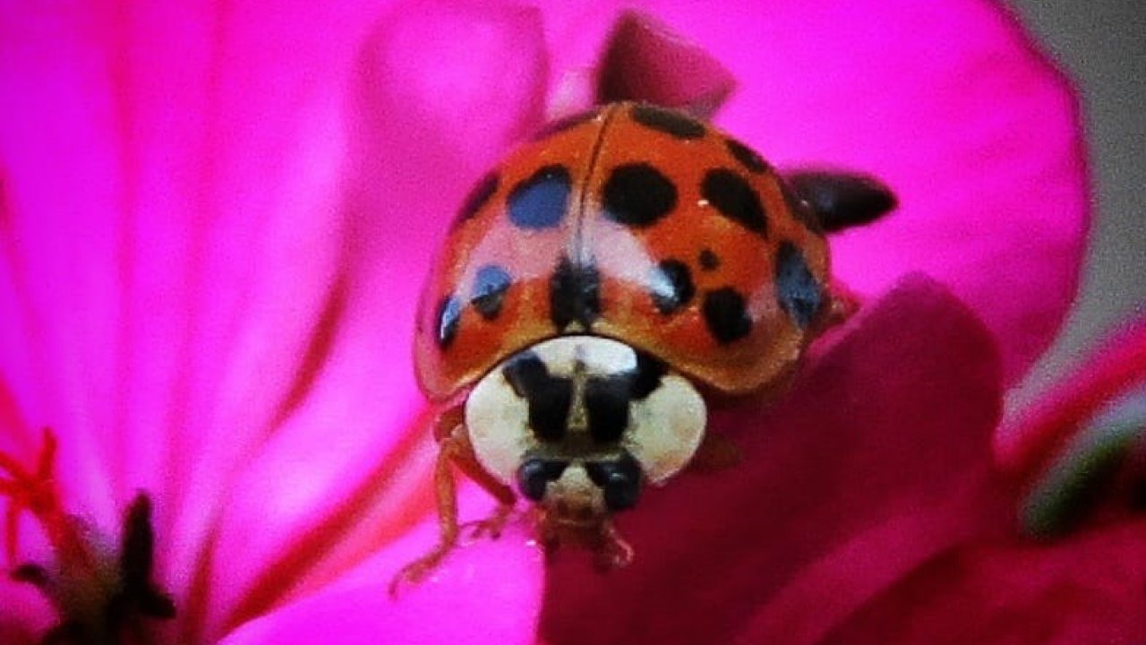 Nadir, Uğur Böceği Türü Görüntülendi