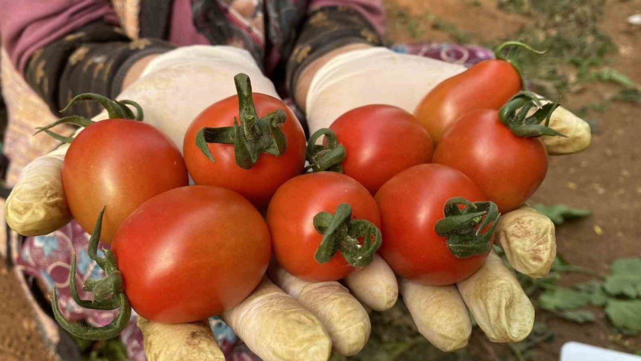 Tarım Antalya’yı İhracatta Sırtladı: Yaş Meyve Sebzede Yüzde 17,7 Artış