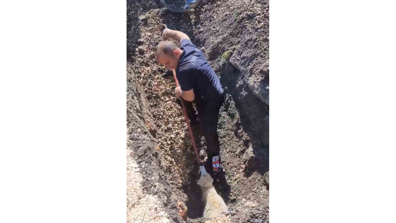 Diyarbakır’da Kanalizasyon Borusunda Mahsur Kalan Kuzu Böyle Kurtarıldı