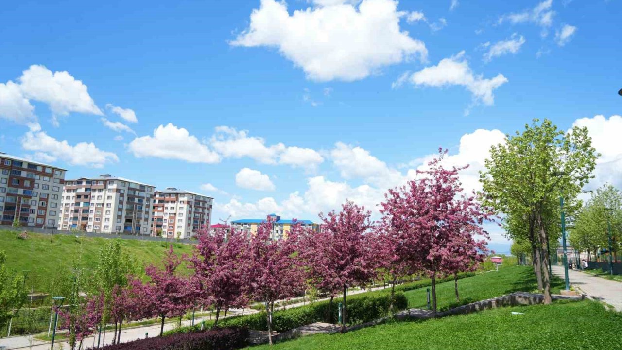 Muş’ta Çiçek Açan Meyve Ağaçları Kartpostallık Görüntüler Oluşturdu