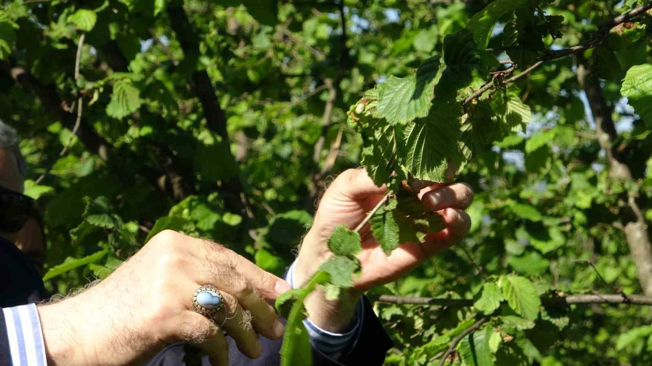 Tzob Genel Başkanı Bayraktar, Giresun’da Zirai Don İncelemesinde Bulundu
