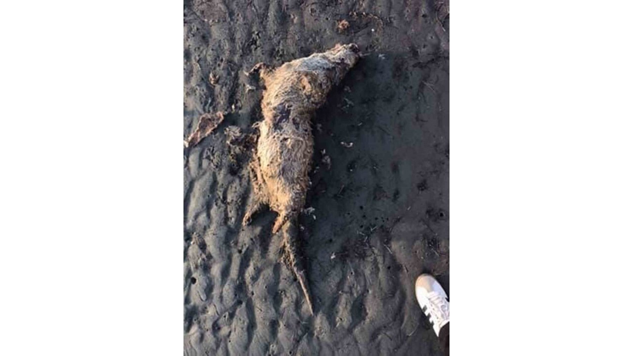 Nesli Tehlike Altında Olan Su Samuru Sahilde Ölü Bulundu