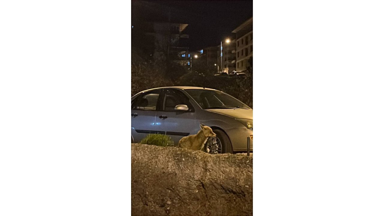 Ankara’da Aç Kalan Tilki Şehre İndi