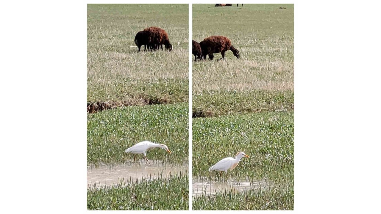 Nadir Görülen Sığır Balıkçılı Diyadin’de