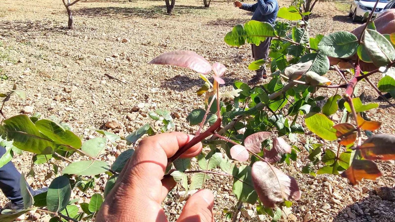 Baklavalık Ve Çerezlik Fıstığı ’yok Yılı’nda Bir De Dolu Vurdu