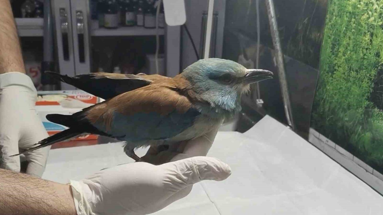 Nesli Tükenmekte Olan Gökkuzgun Sırbistan’dan Denizli’ye Uçtu