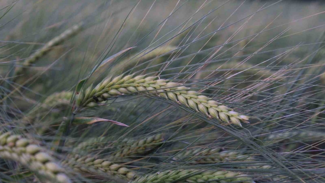 Buğday Rekoltesine İlişkin İlk Tahmin Hububat Kongresi’nde Yapıldı