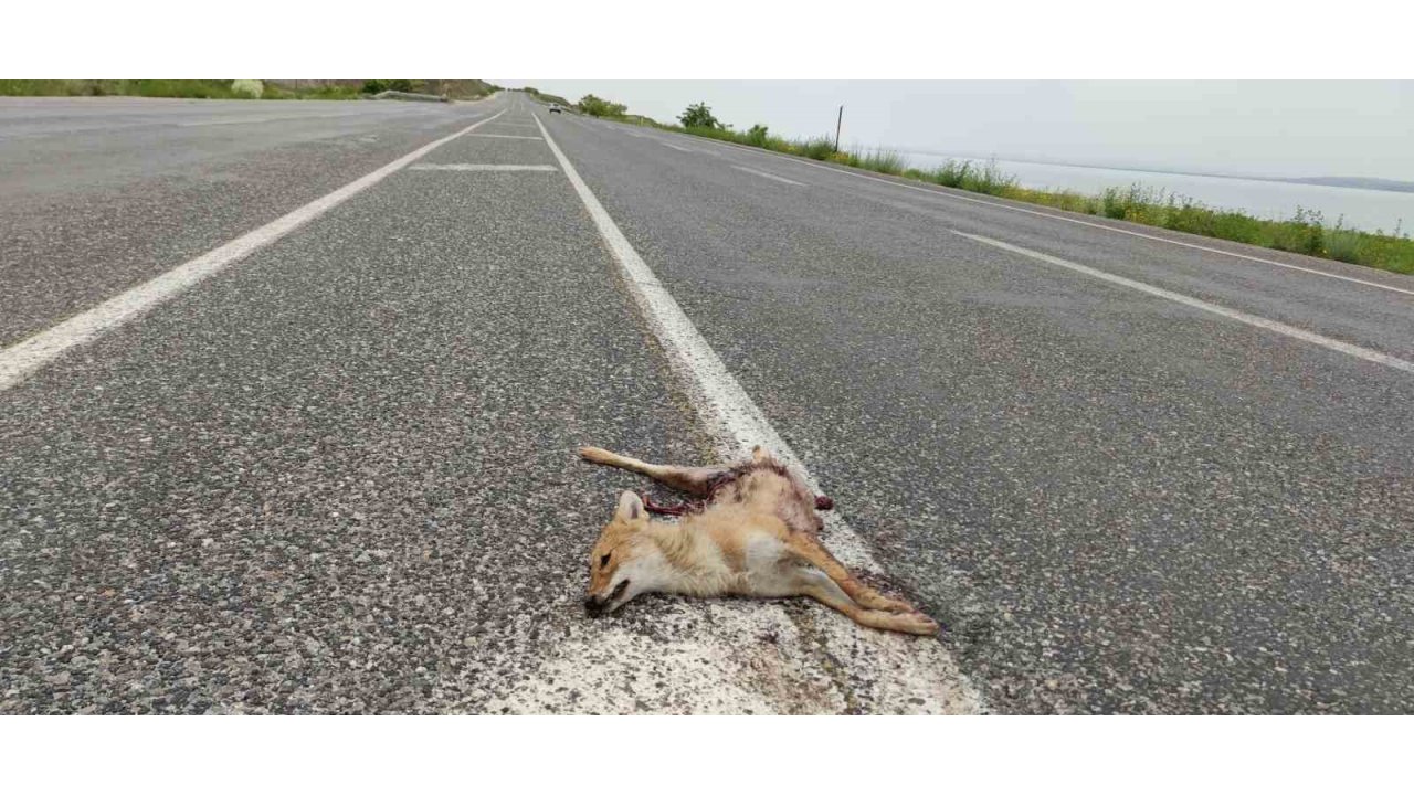 Van’da Araçların Çarptığı İki Tilki Telef Oldu