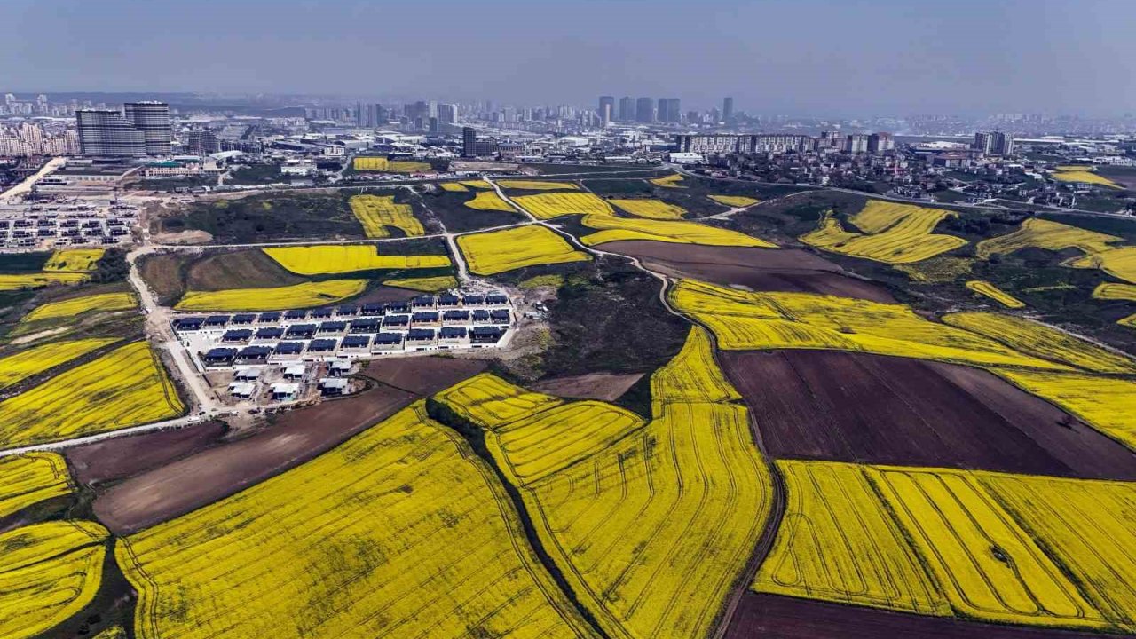 İstanbul Kanola Tarlaları İle Süslendi