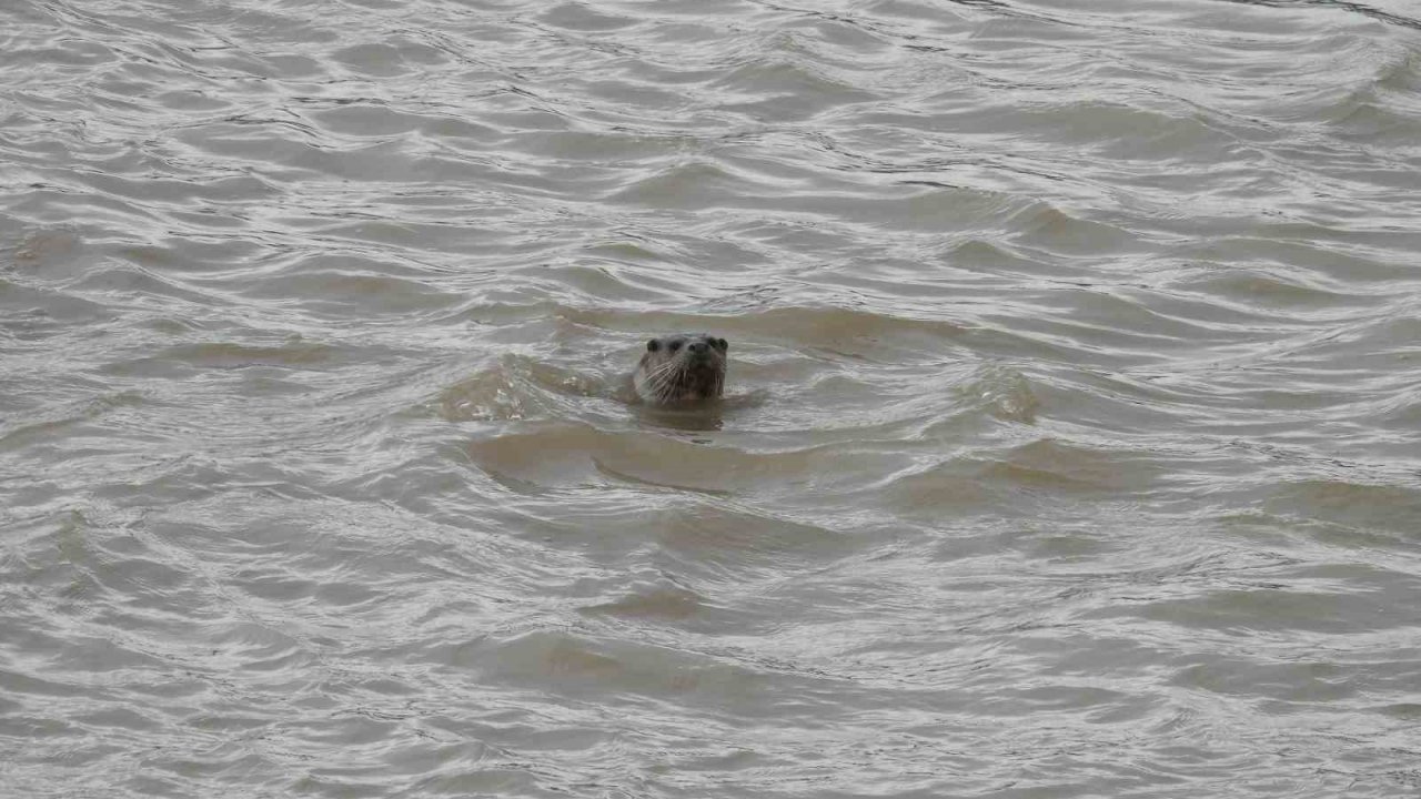 Sivas’ta Nesli Tehdit Altındaki Su Samuru Görüntülendi