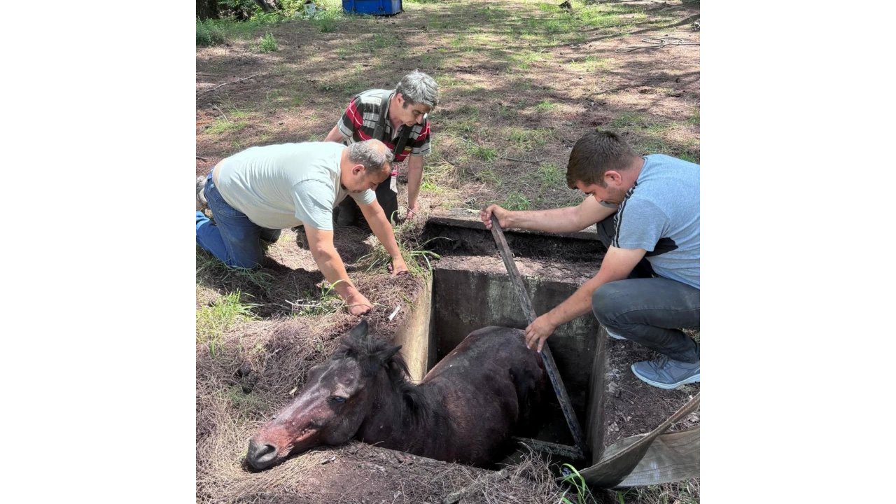 Çukura Düşen Yabani At Kurtarılarak Doğaya Salındı