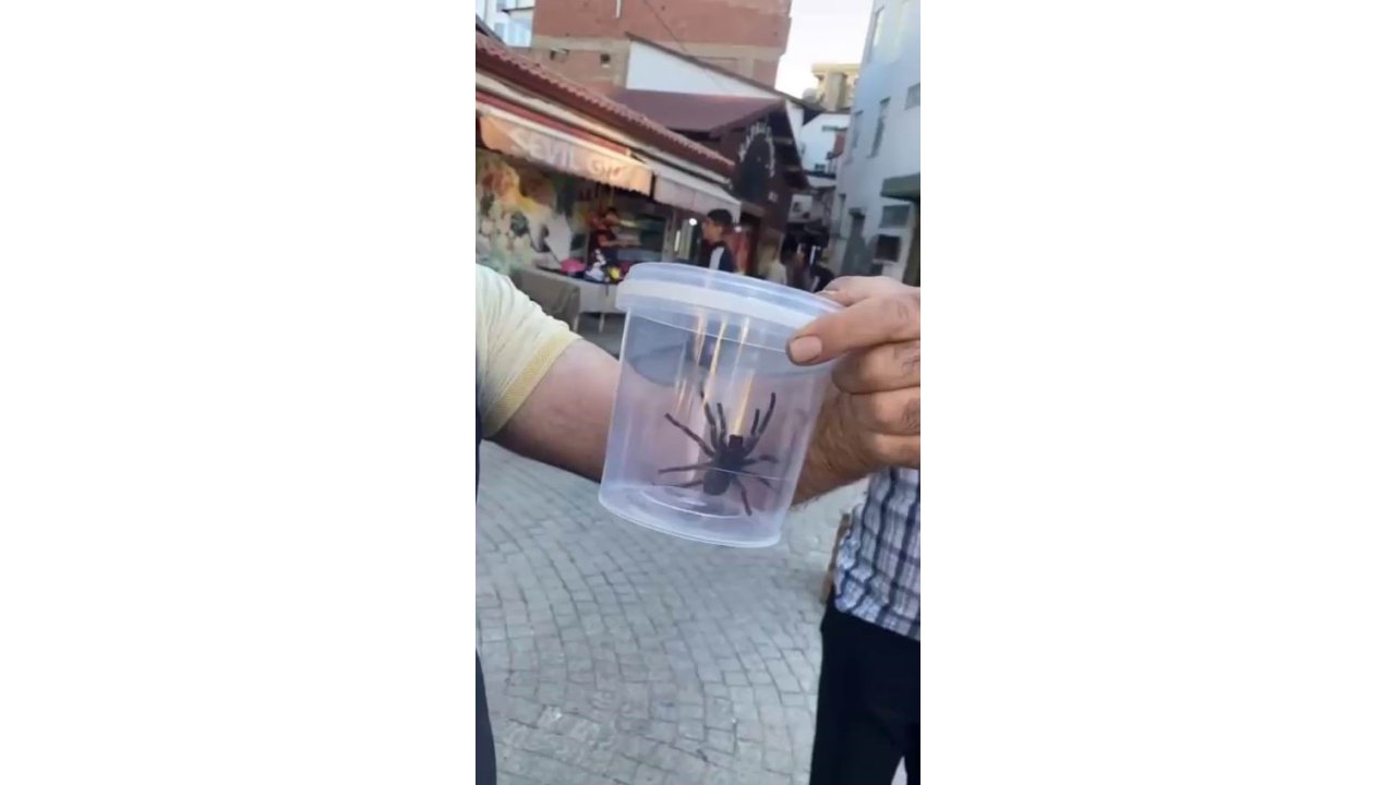 Elazığ’da Dev Etçil Örümcek Paniği