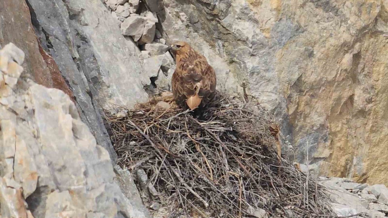 Kızıl Şahin Yavrusu Son Anda Kurtarıldı