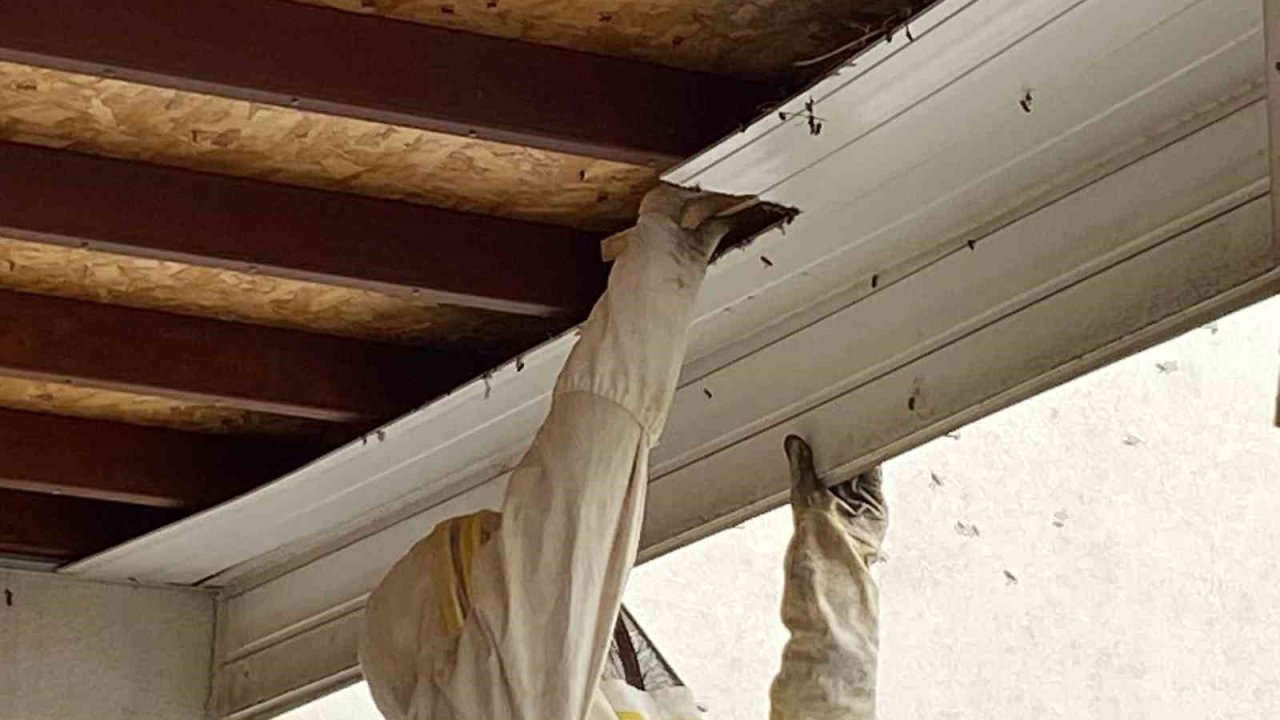 Antalya’da Hastane Bahçesinde Oğul Veren Arılar Toplandı