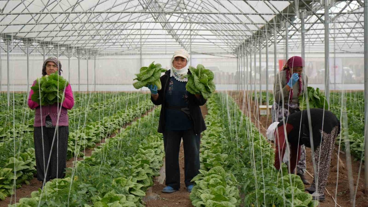 Erzincan Seralarında Marul Hasadı Başladı