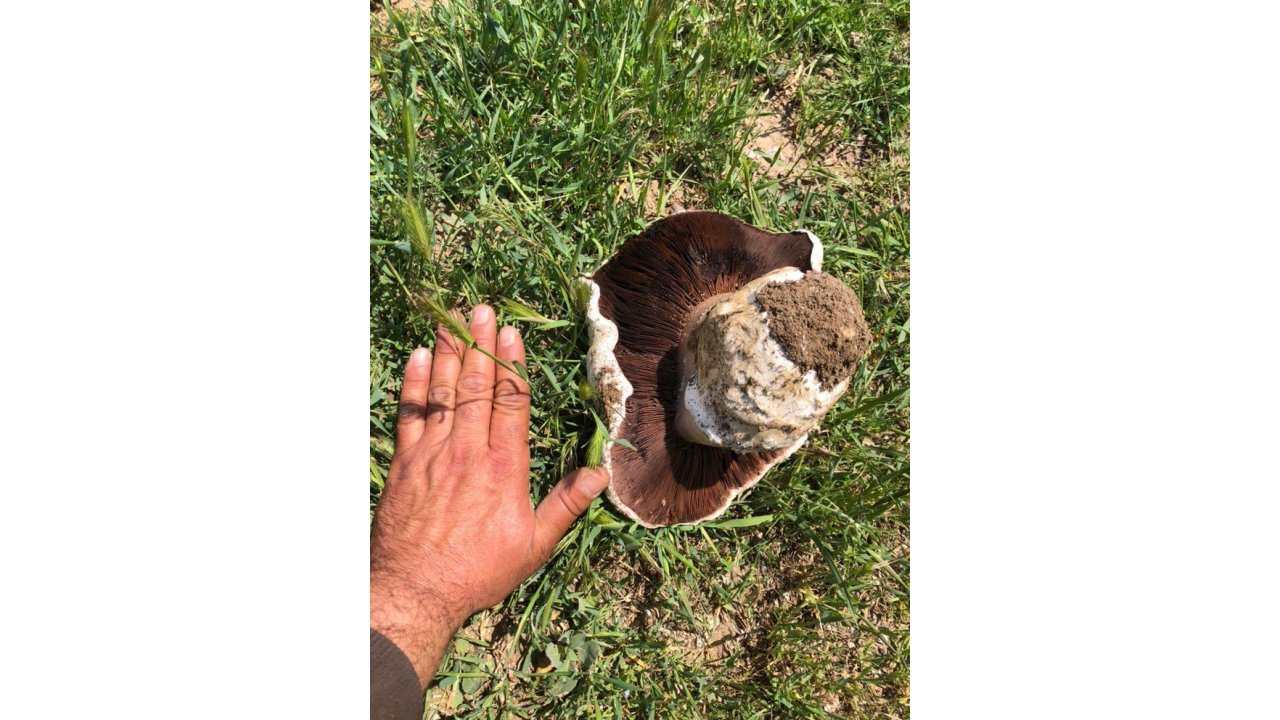 Ankara’da 1 Kiloluk Mantar Görenleri Hayrete Düşürdü