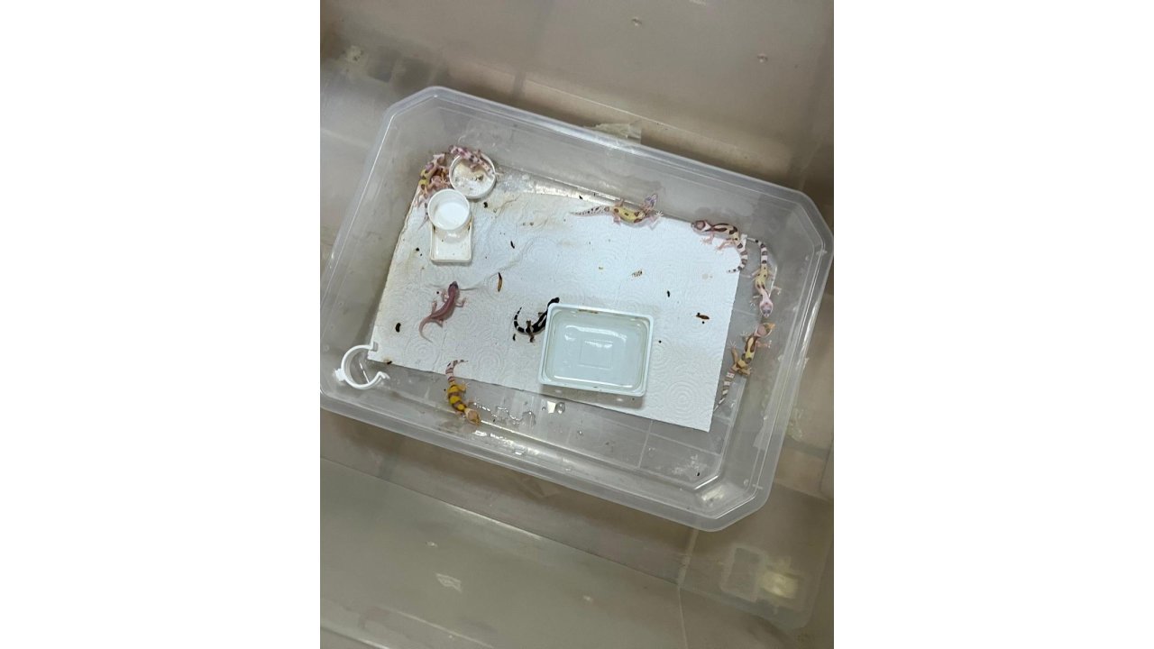 Bursa’da Egzotik Hayvan Ticaretine Darbe