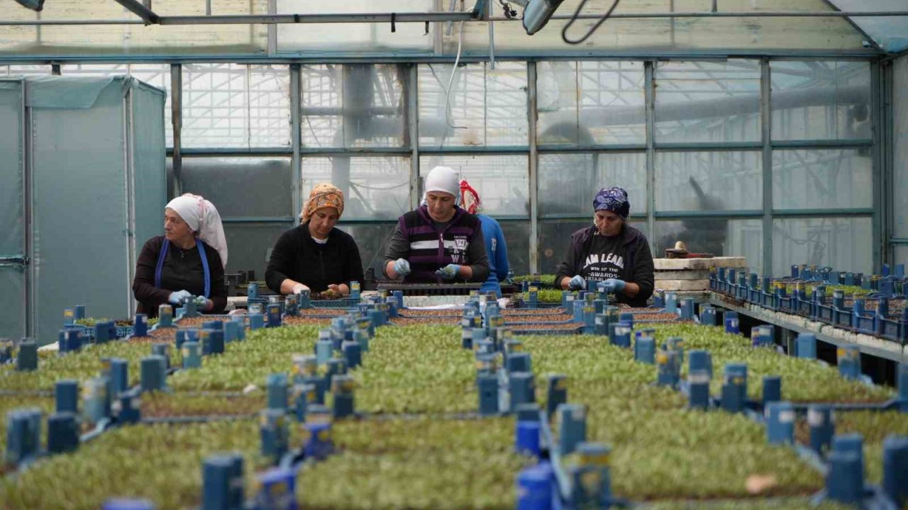 Erzincan Seracılıkta Hedefini Büyütüyor