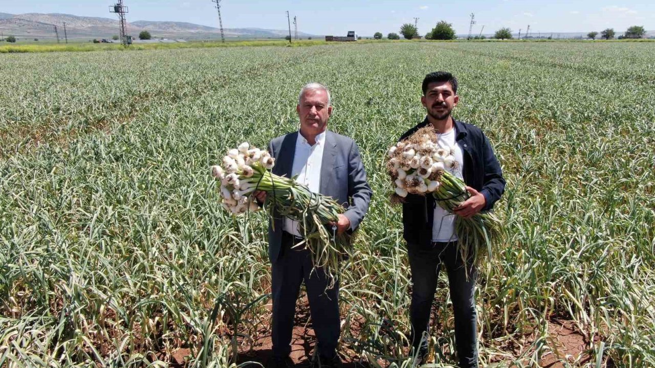 Gaziantep’te Ab Tescilli Araban Sarımsağının Hasadı Başladı