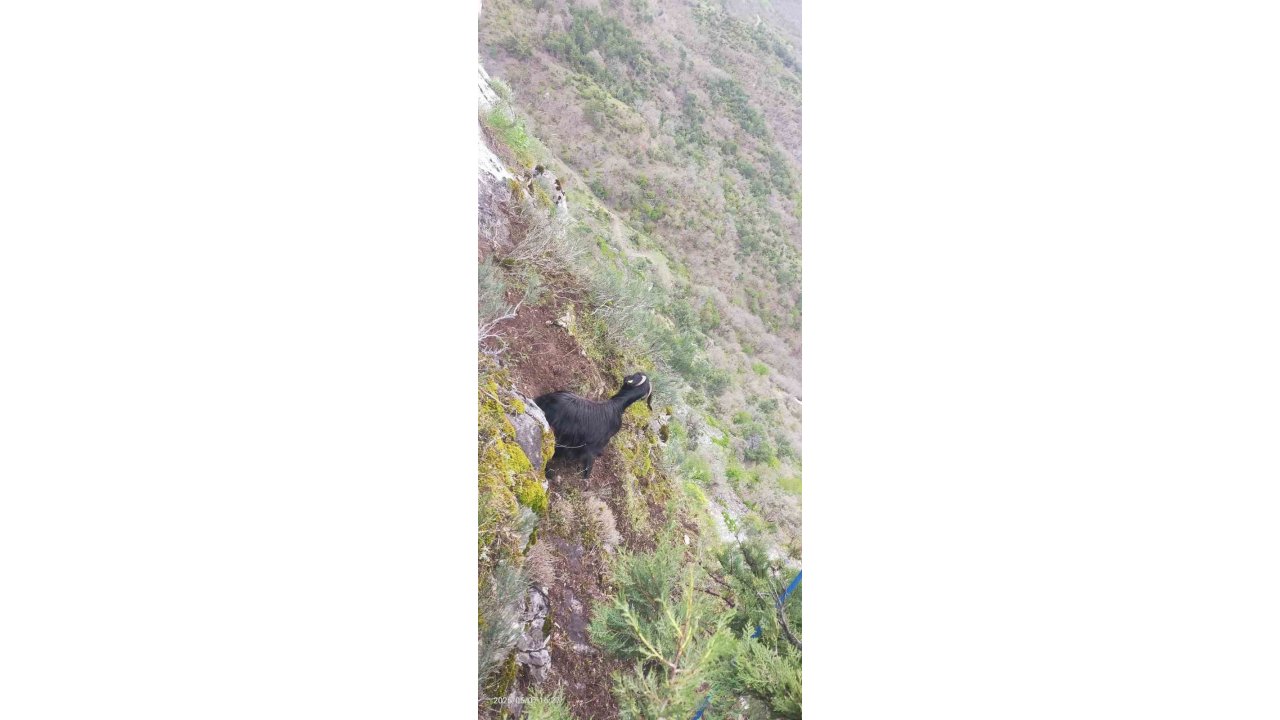 Kayalıklarda Mahsur Kalan Keçiyi Afad Ekipleri Kurtardı