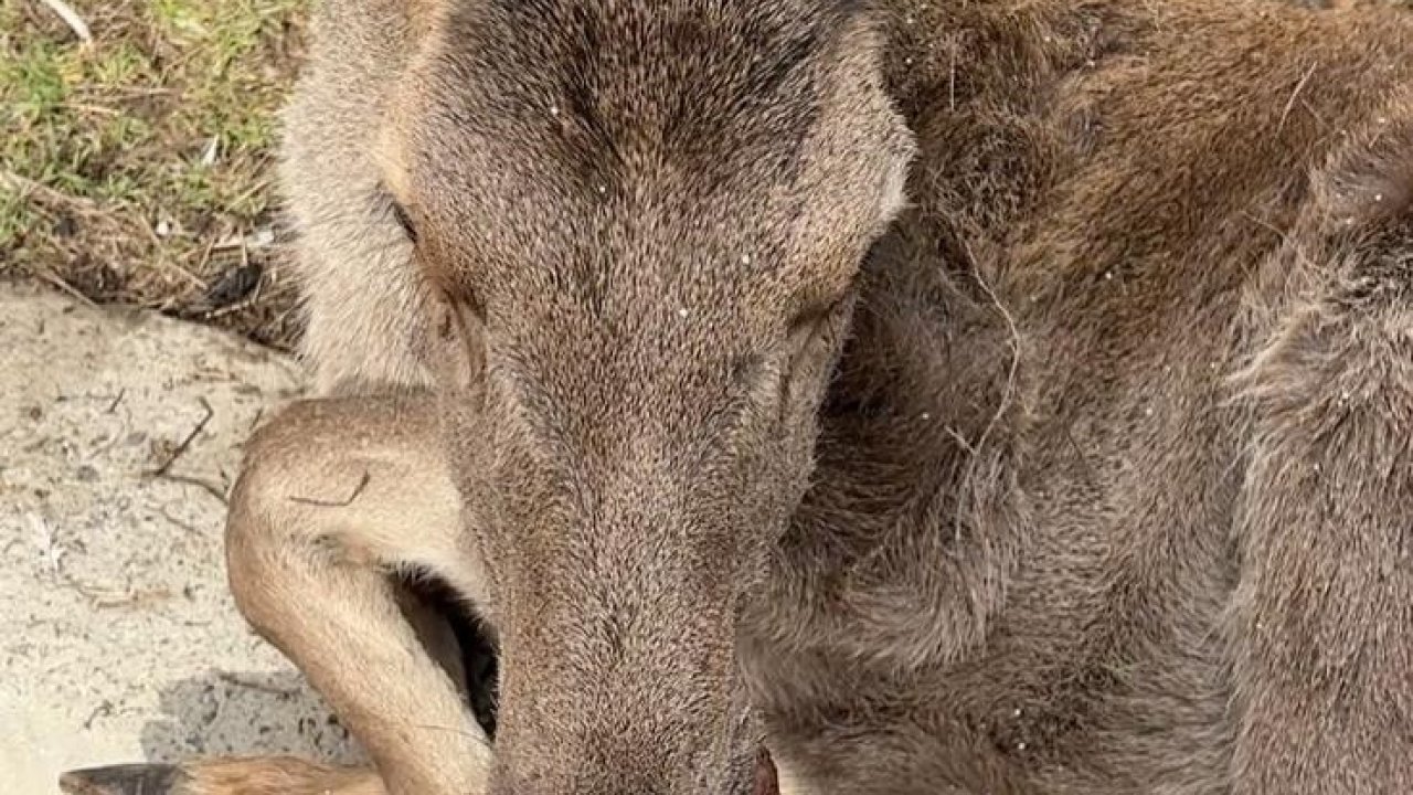 Bolu’da 3 Ayda 15 Yaban Hayvanı Tedavi Edilerek Doğaya Salındı