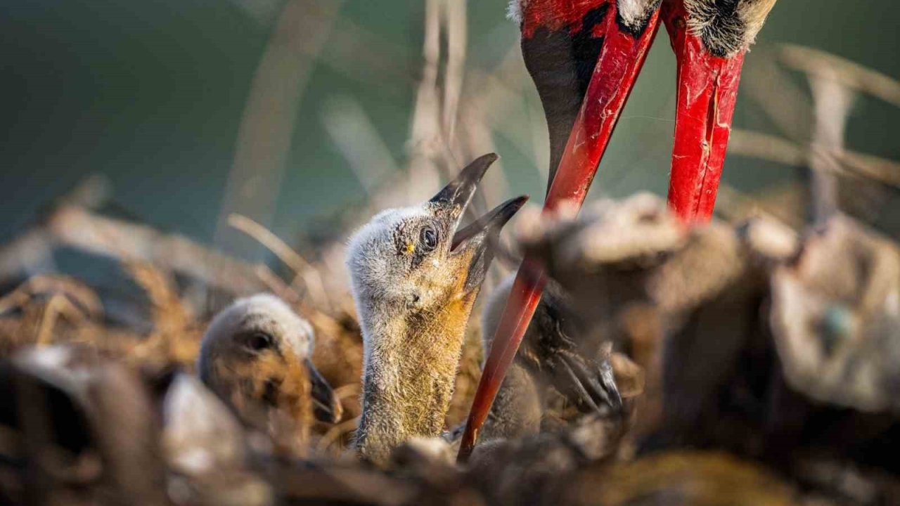 Yaren Leyleğin Ailesine Yeni Üyeler Katıldı