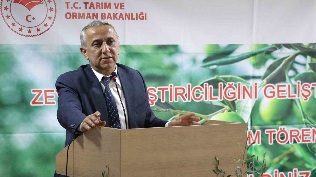 Samsun’da Zeytin Yetiştiriciliği Yeniden Canlanıyor
