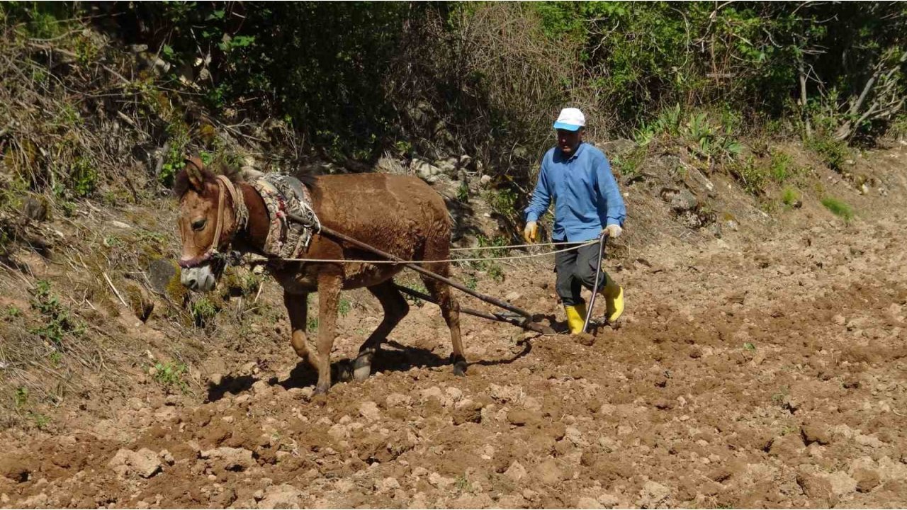 Gercüş’te Dededen Kalma Yöntemlerle İmece Usulü Pirinç Ekimi