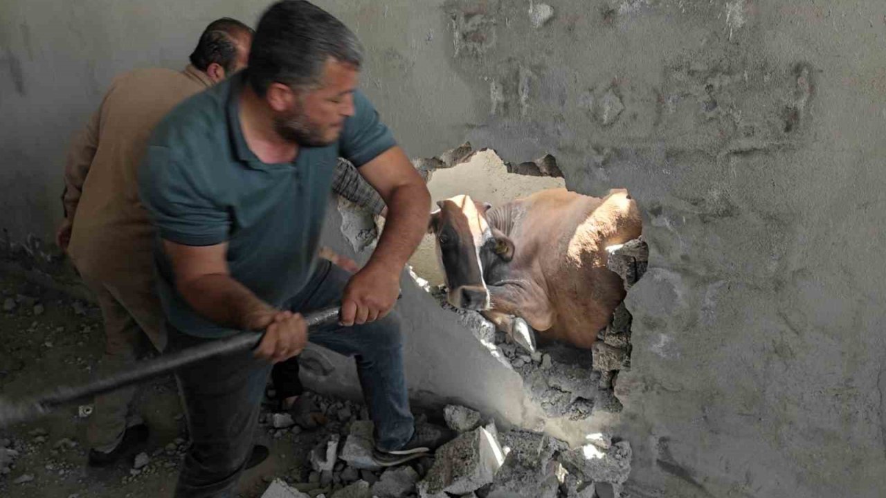 İki Duvar Arasında Sıkışan İneği Balyozla Duvarı Kırarak Kurtardılar